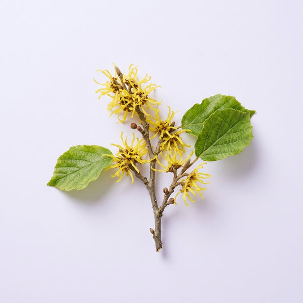 Hamamelis